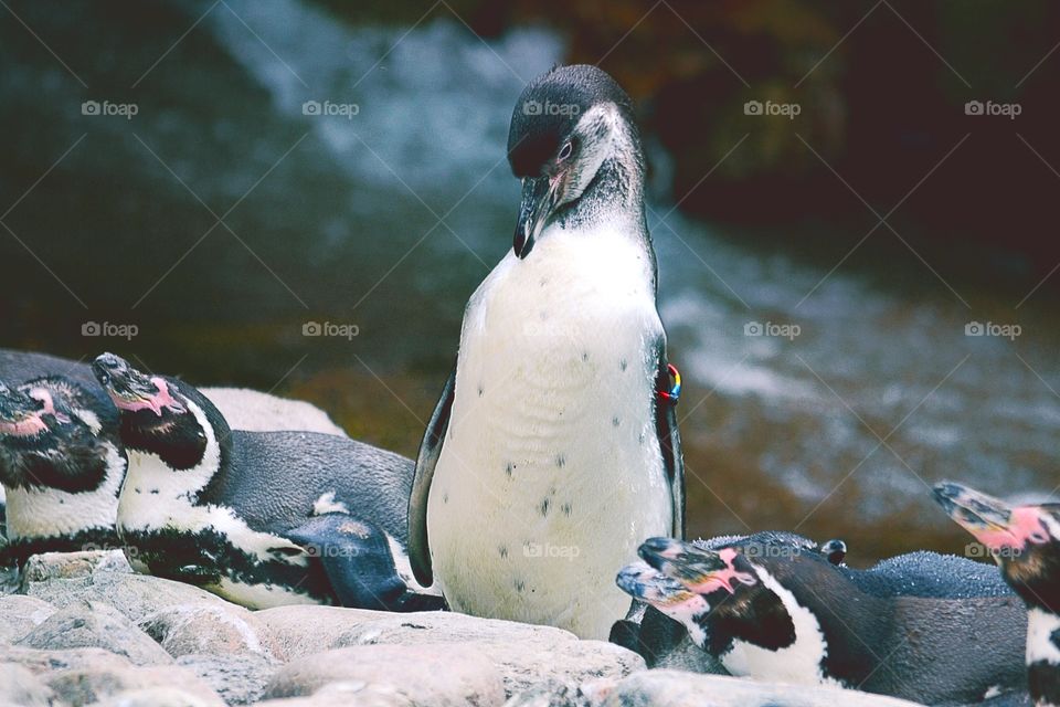 Close-up of penguins