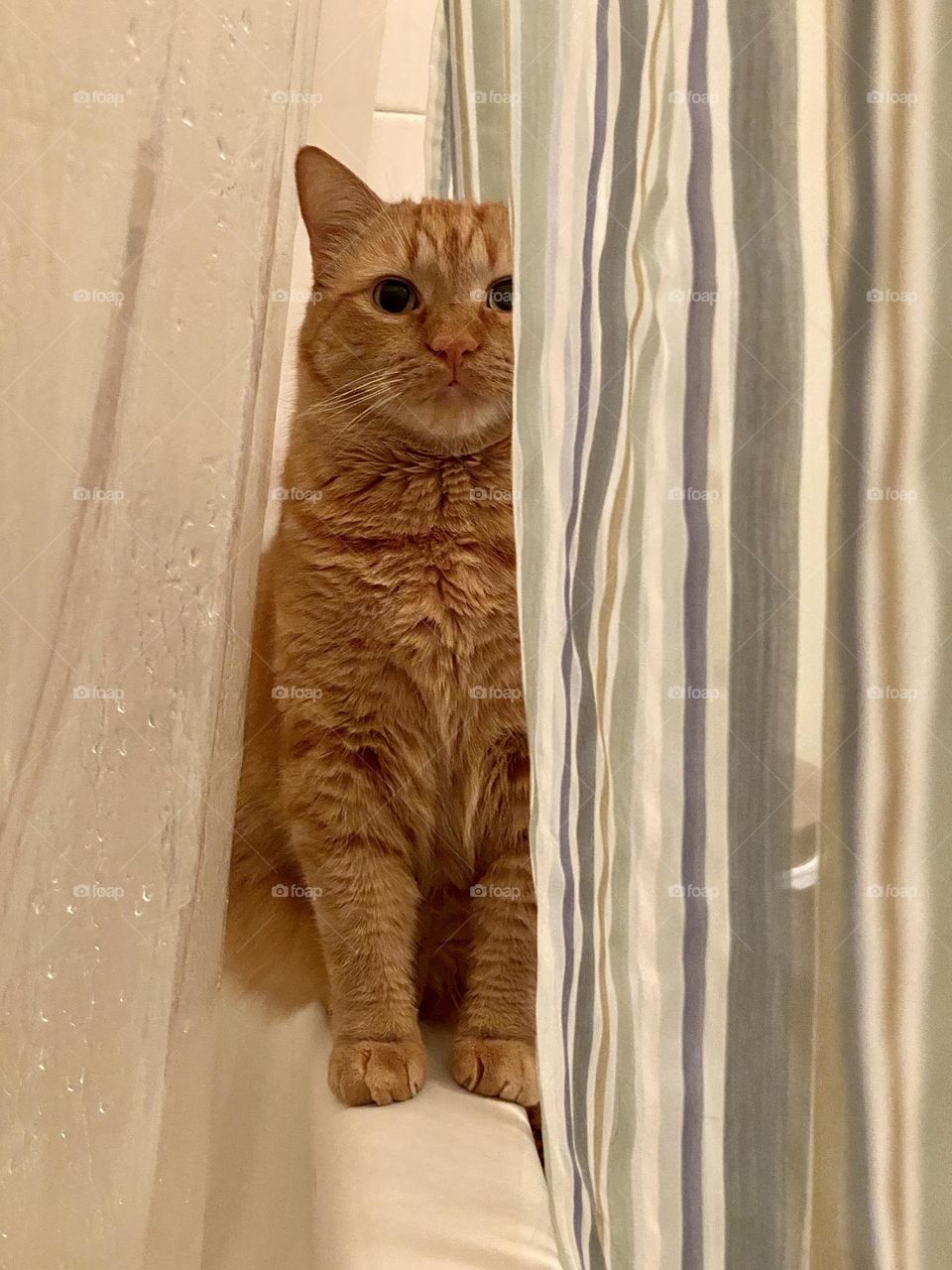An orange cat sitting on the edge of a bathtub in between the shower curtains