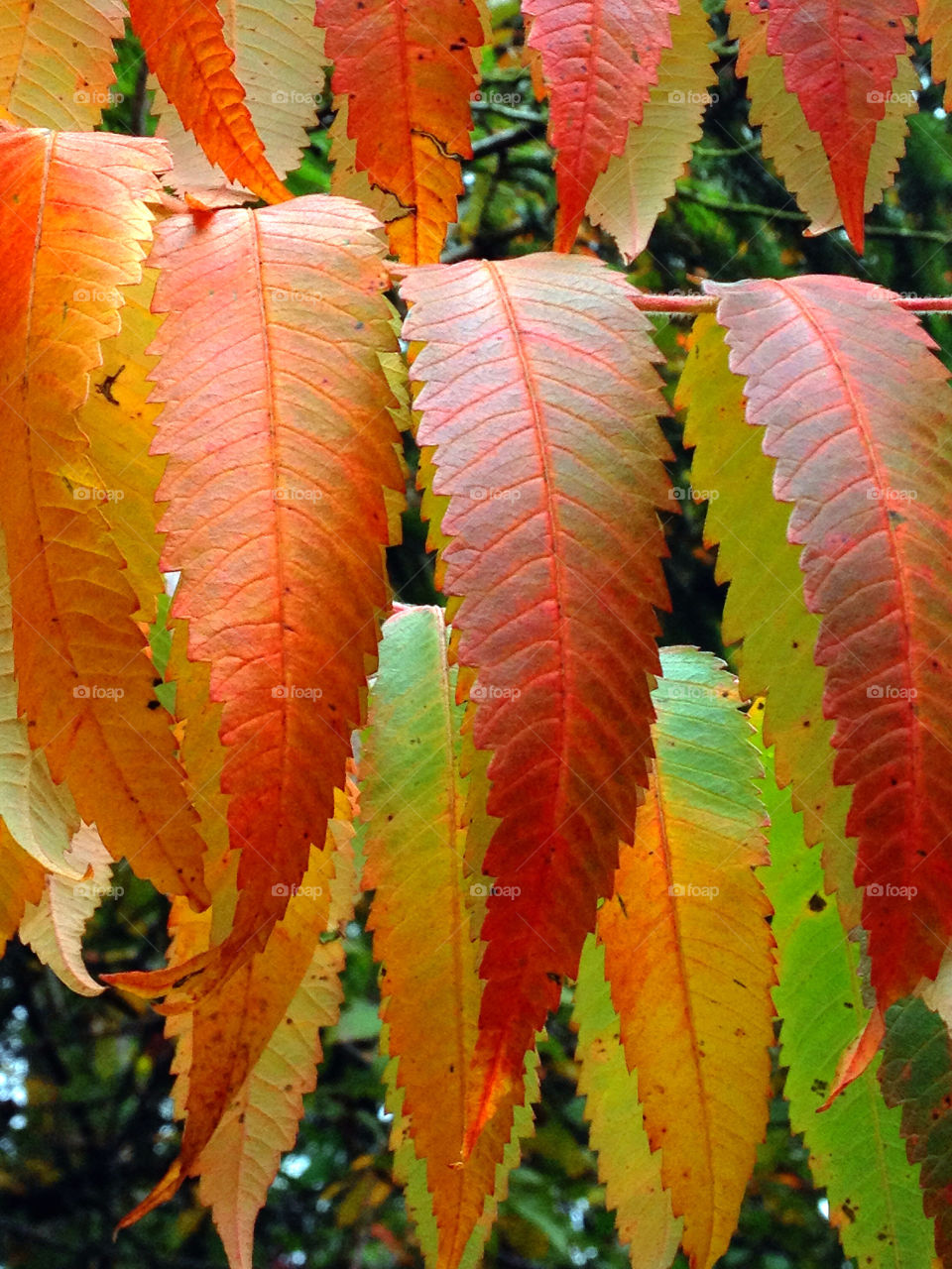 sweden leaves leaf autumn by elluca