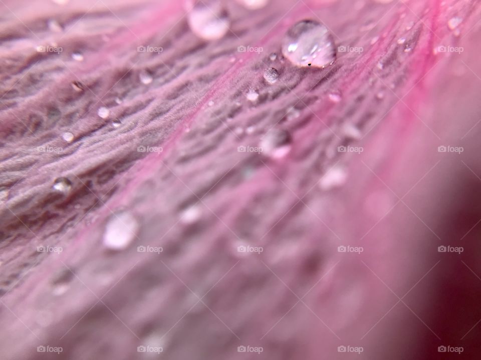 Water Droplets on a pink pedals 