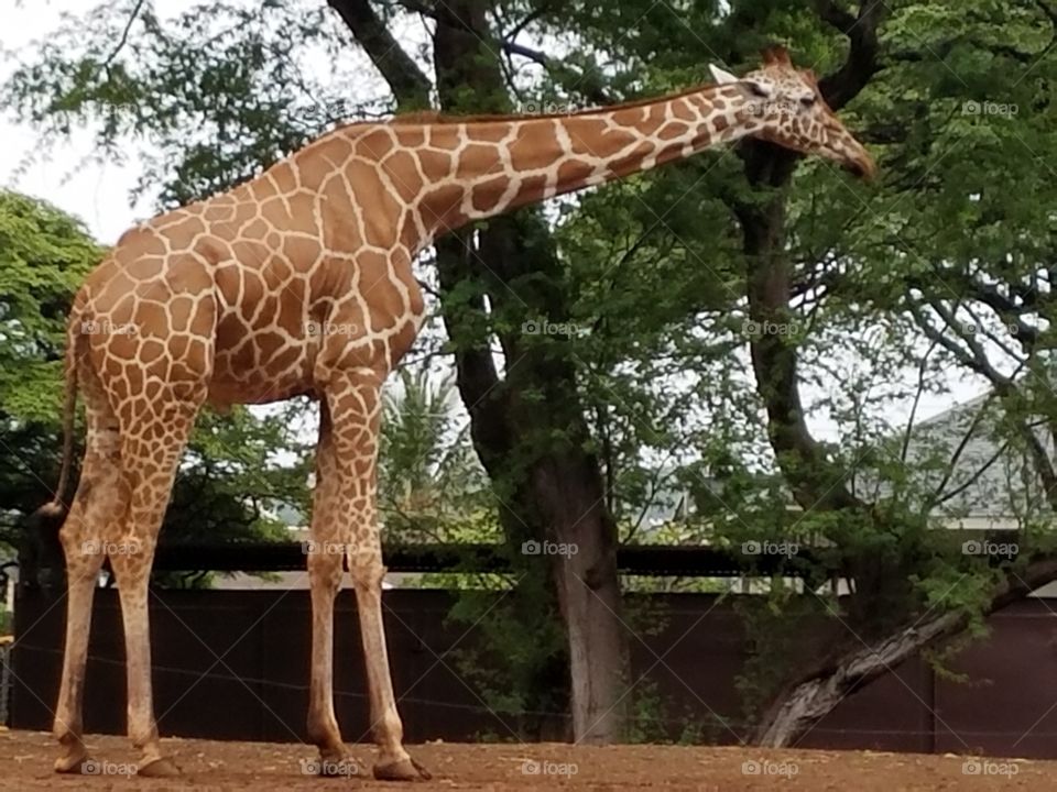 Giraffe at Honolulu Zoo