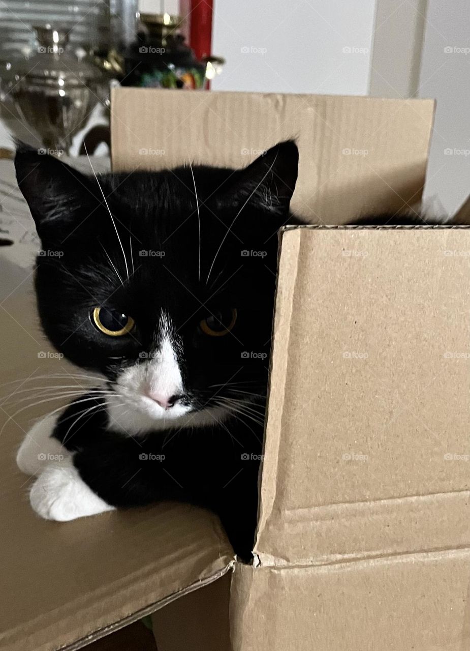 Cat peaking from a cardboard box