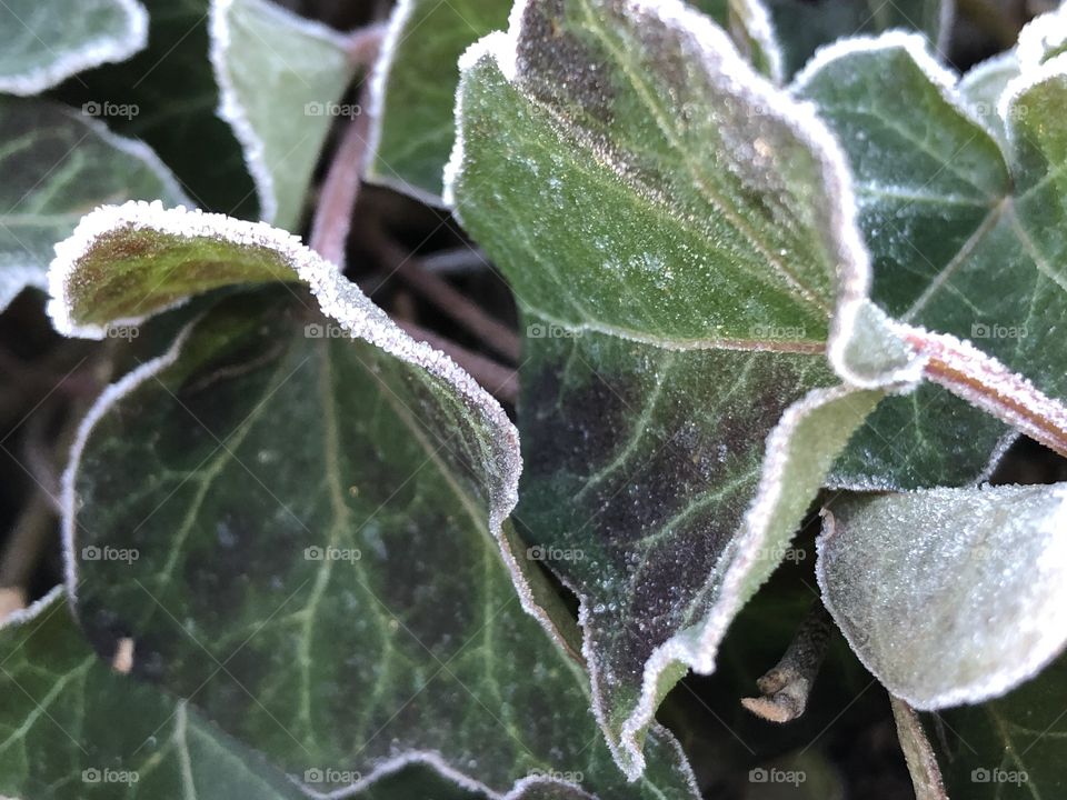 Frosty ivy morning