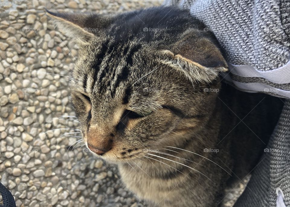 Black and grey cat with closed eyes 
