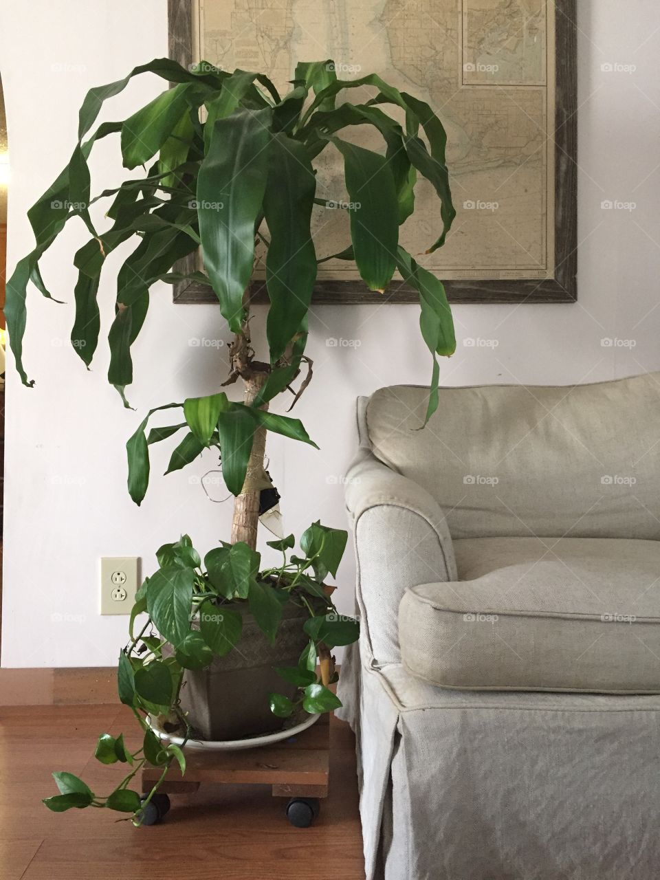 House plant in a pot