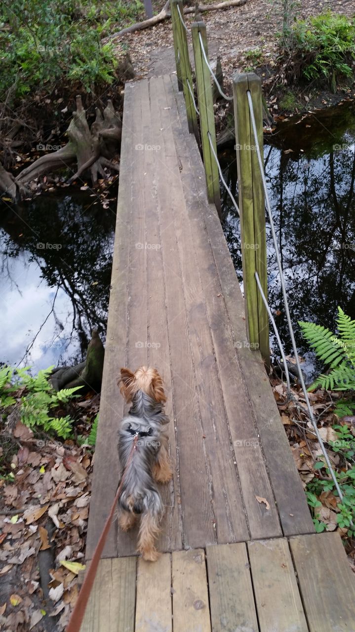 Walkway Bridge Sky Reflection