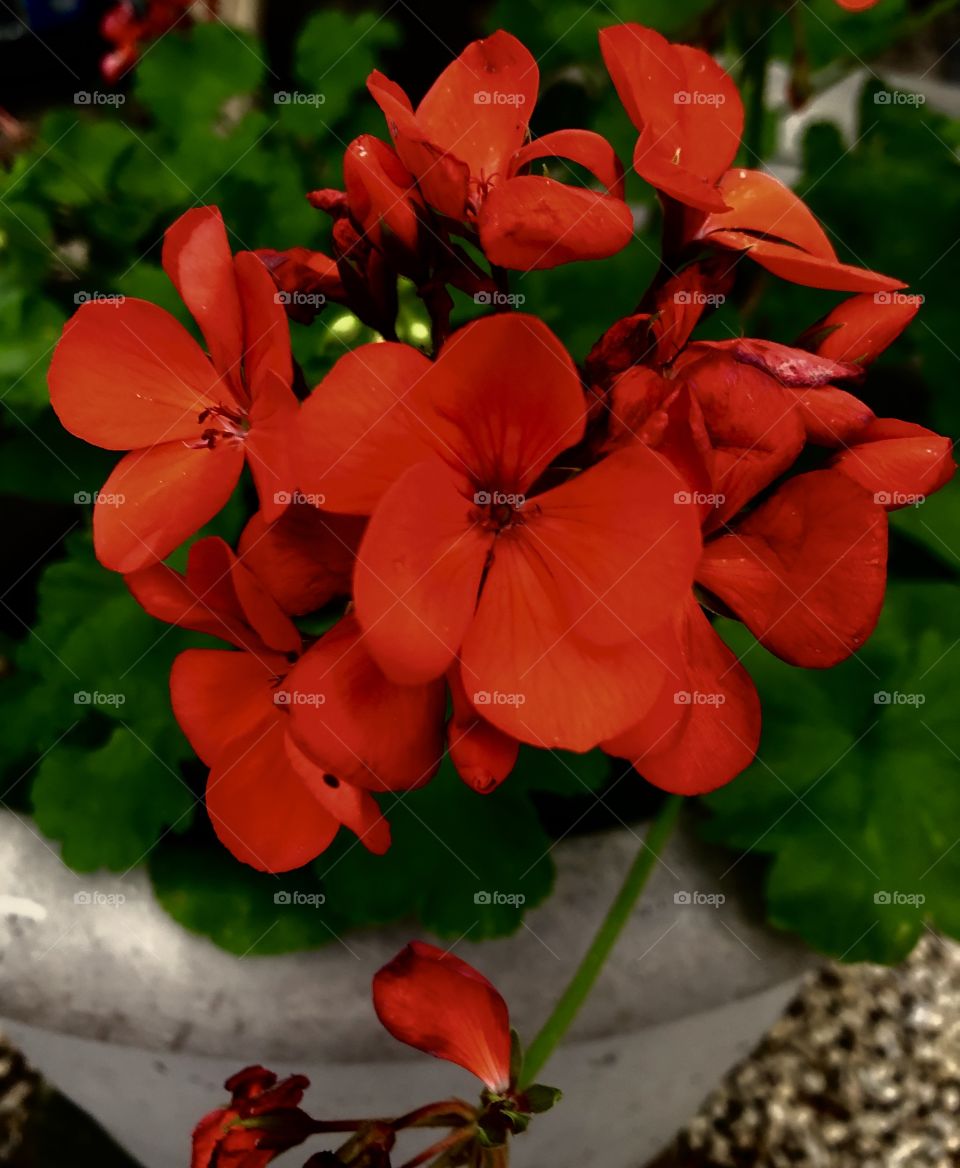 Love the color of these vibrant, bright, red flowers. This up close shot looks like it belongs on a big canvas in an office or on a gardening banner. 