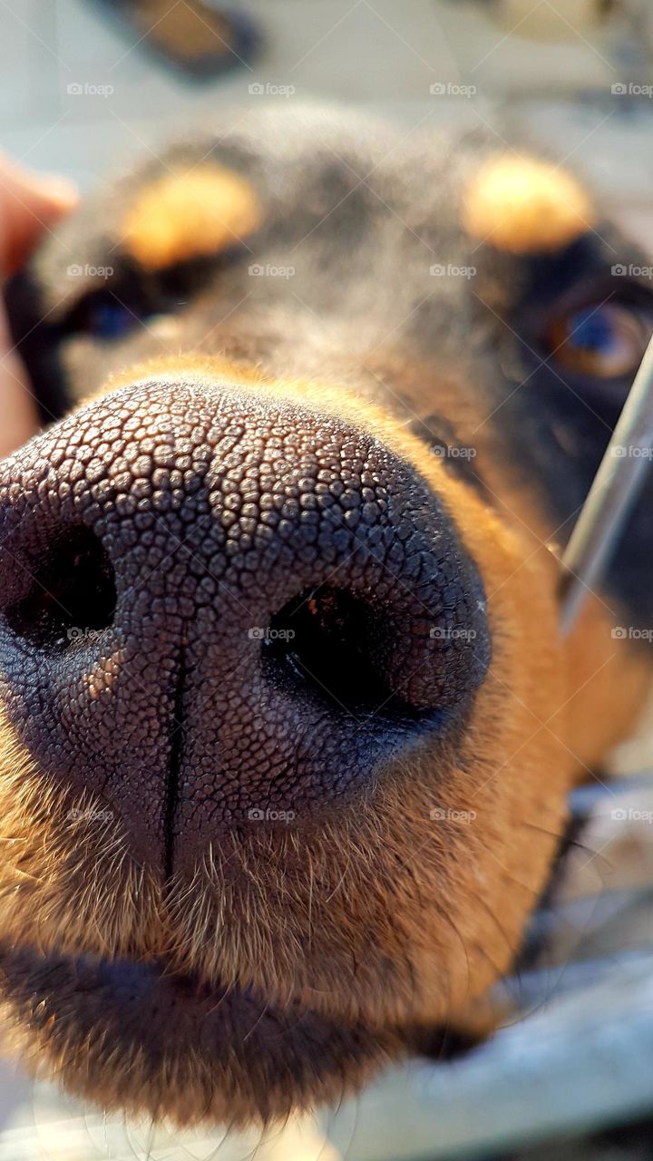 Bolt's nose 😍