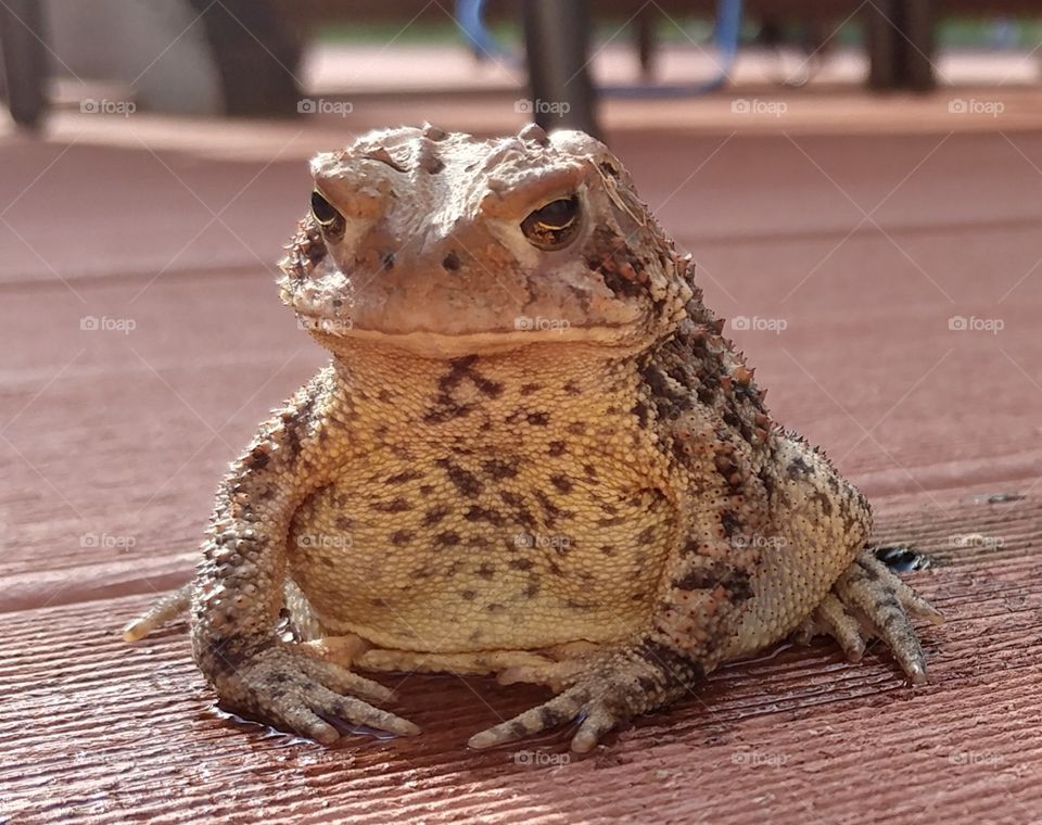 Deck Toad