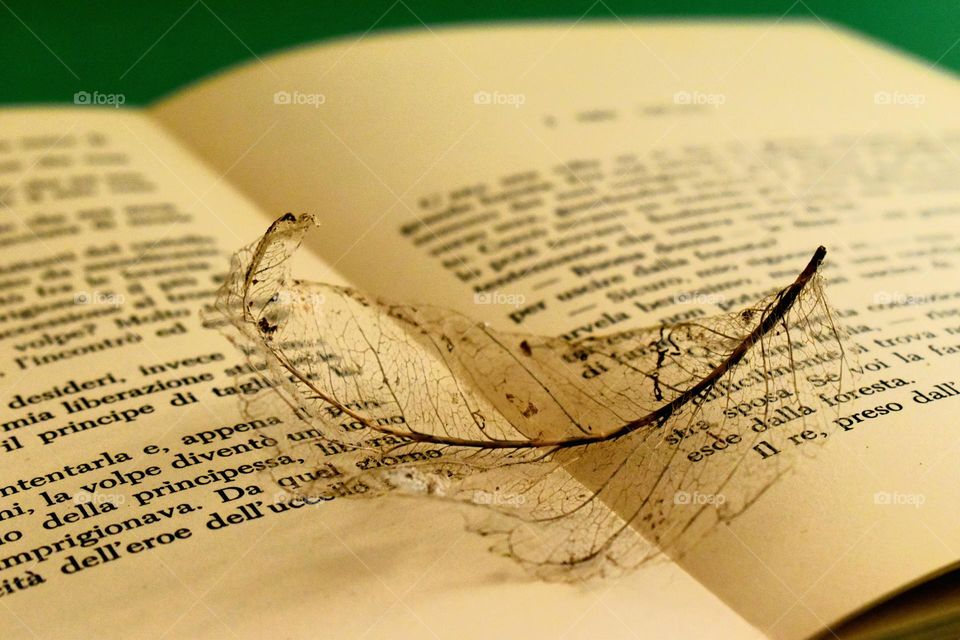 Dry leaf with texture on  fairy tales book