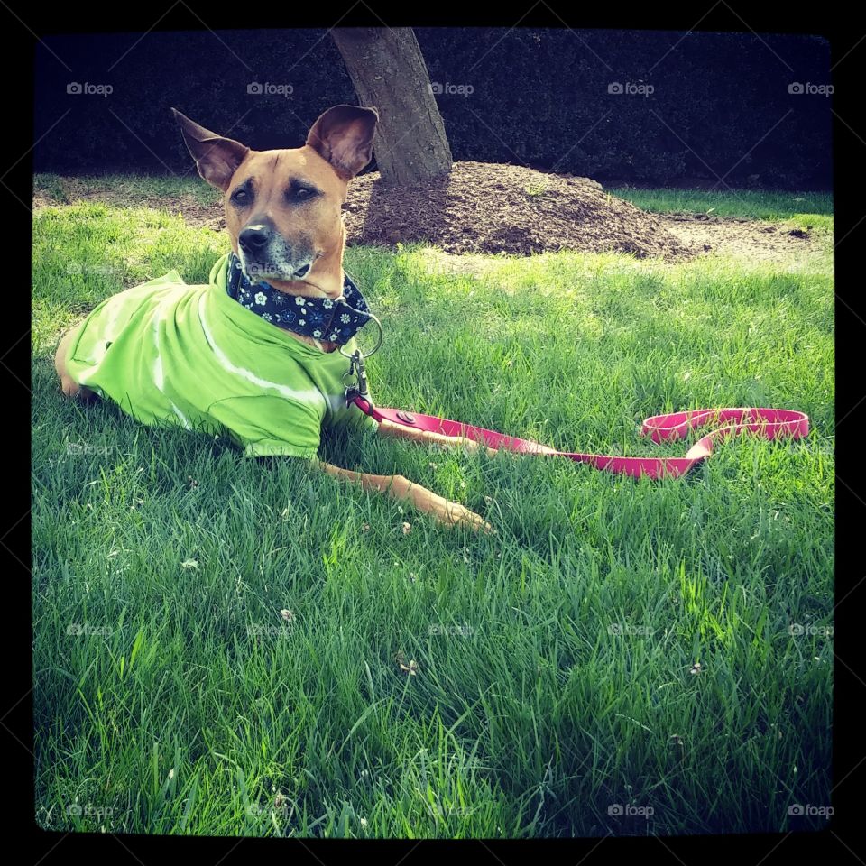 T-shirt in the Grass . Daily photo shoot during our walk in Delaware 