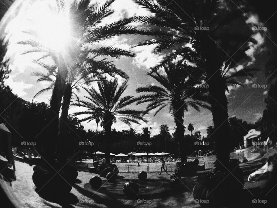 Black and White Paradise