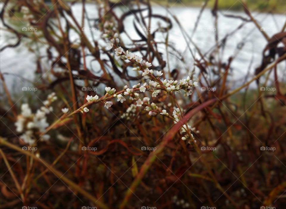 Wildflowers