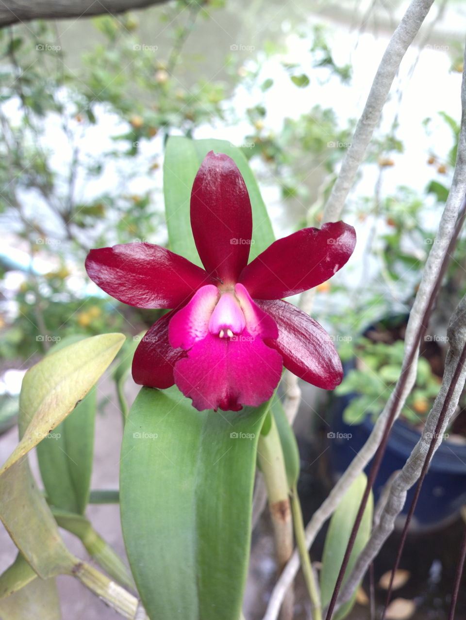 orchid in my garden