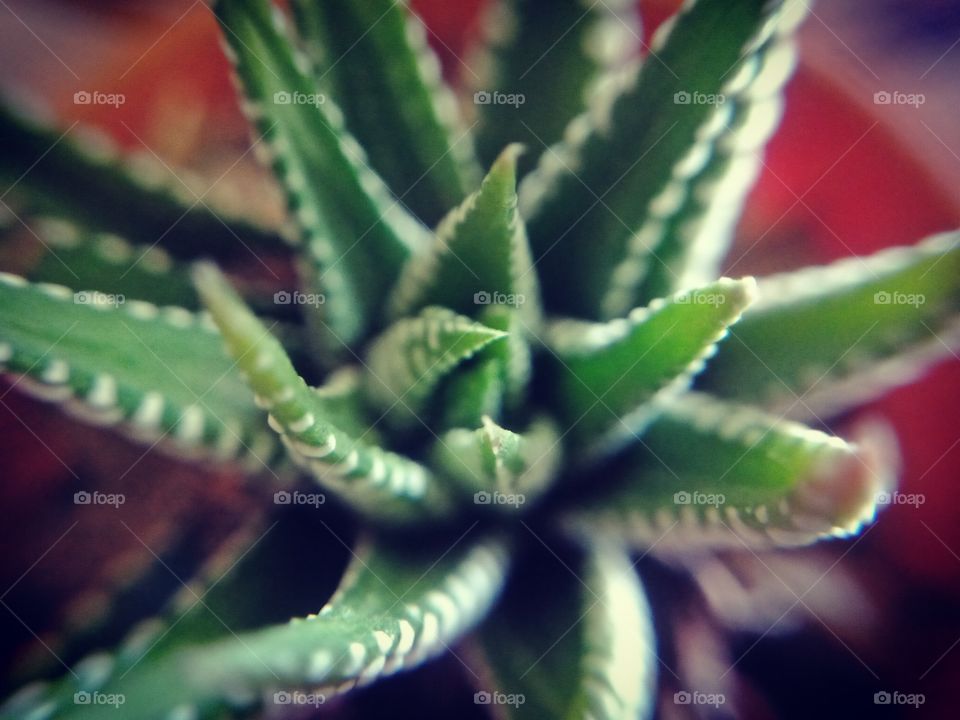 macro shot of my mom's cactus (or succulent plant) 😅