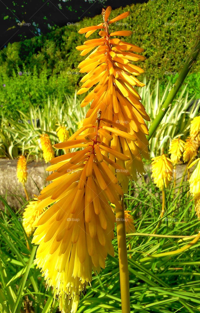 Yellow flower. Botanic garden, Madrid, Spain