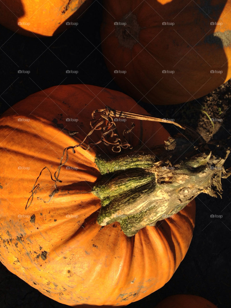 pumpkin patch by alyfromuk2us