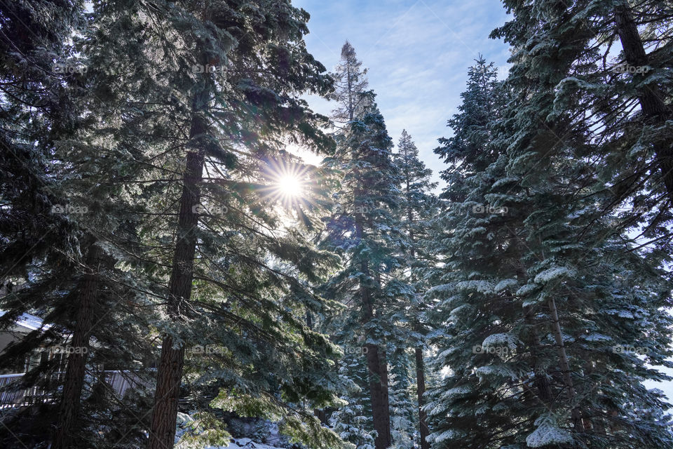 Beautiful sunshine in the peaceful winter forest with big trees covered the snow 