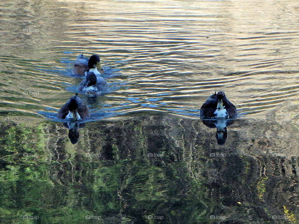 San Antonio riverwalk ducks