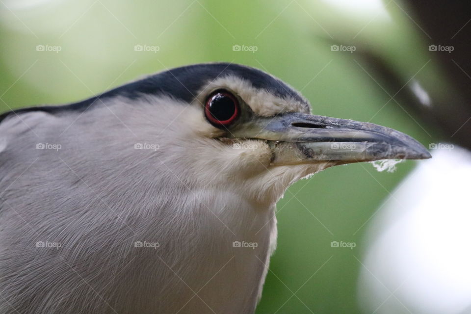 Bird with a glow in the eye