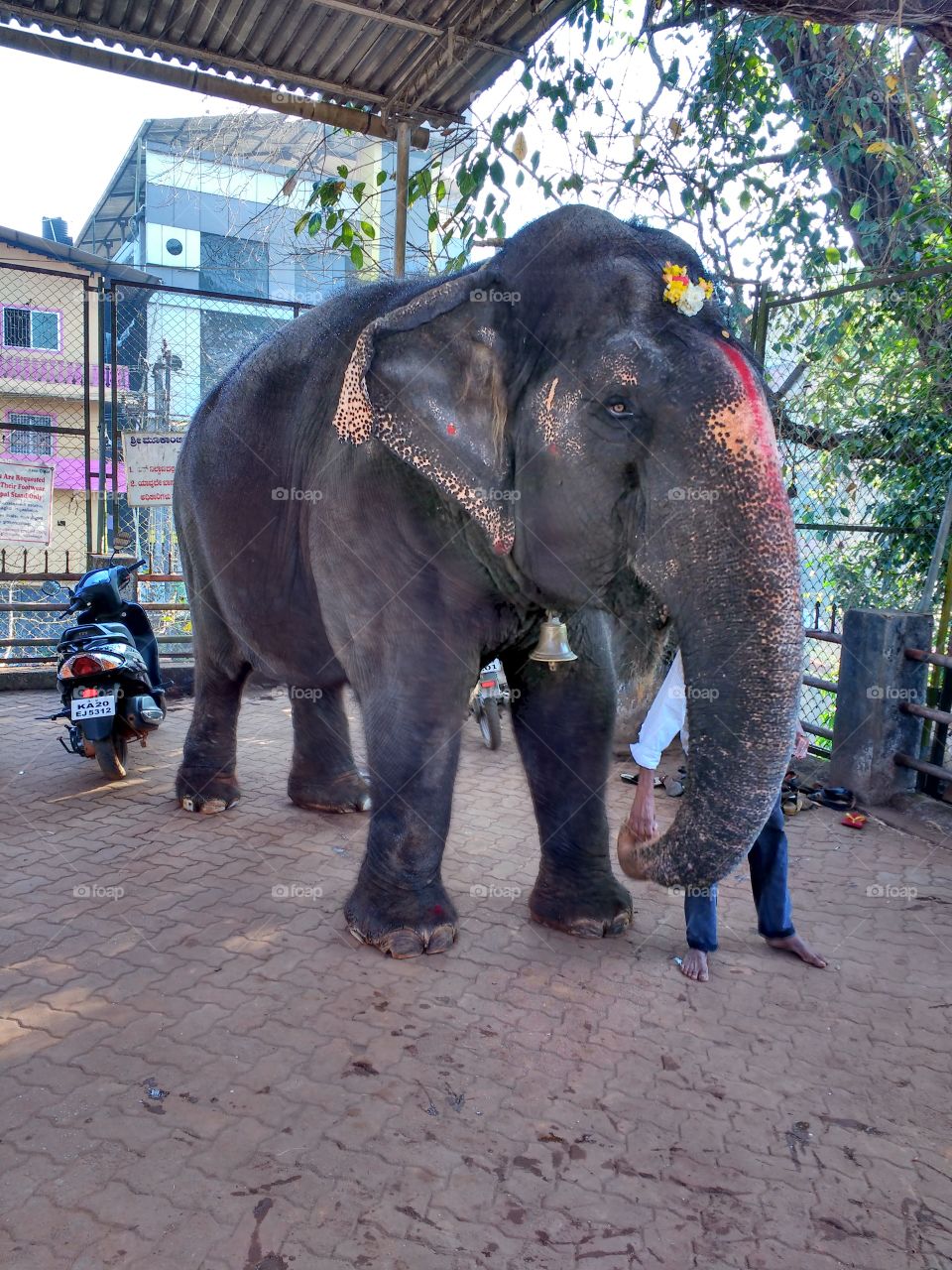 indian elephant at Temple in  South india