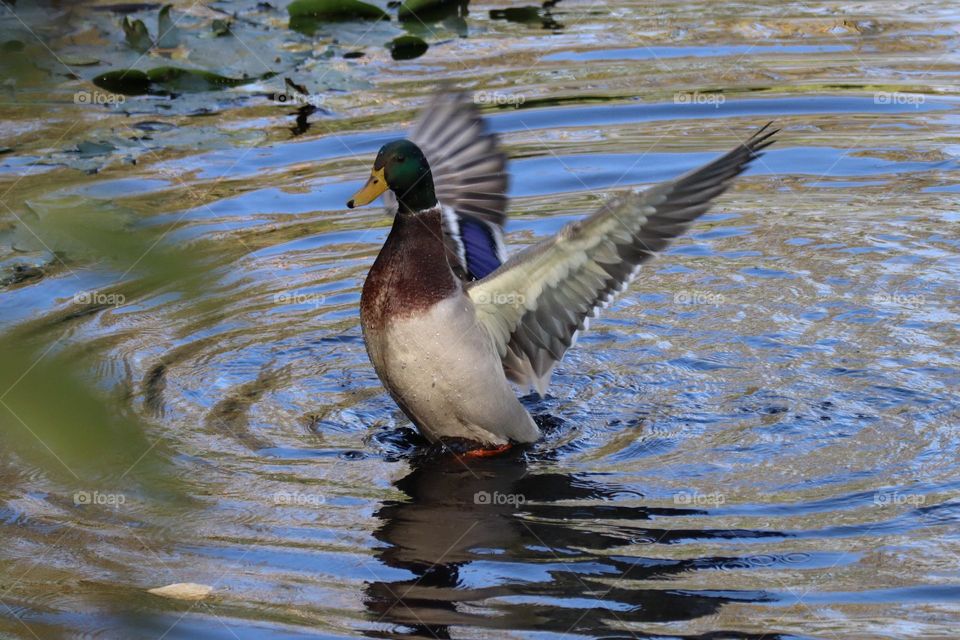 Mallard splashing in the pond