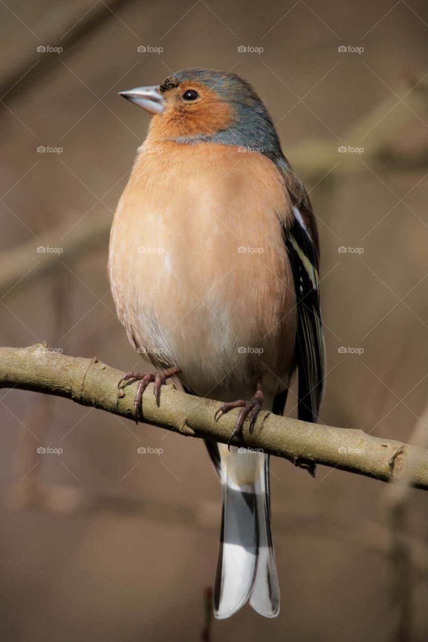 Chaffinch 