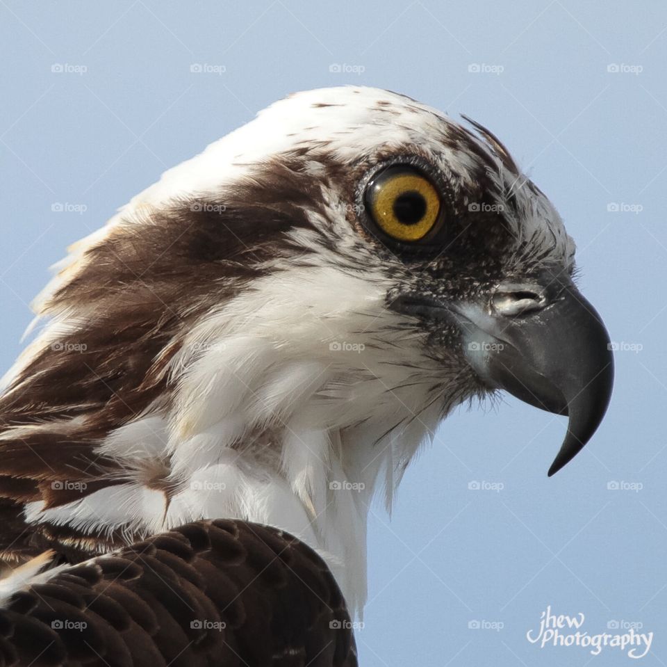 Osprey