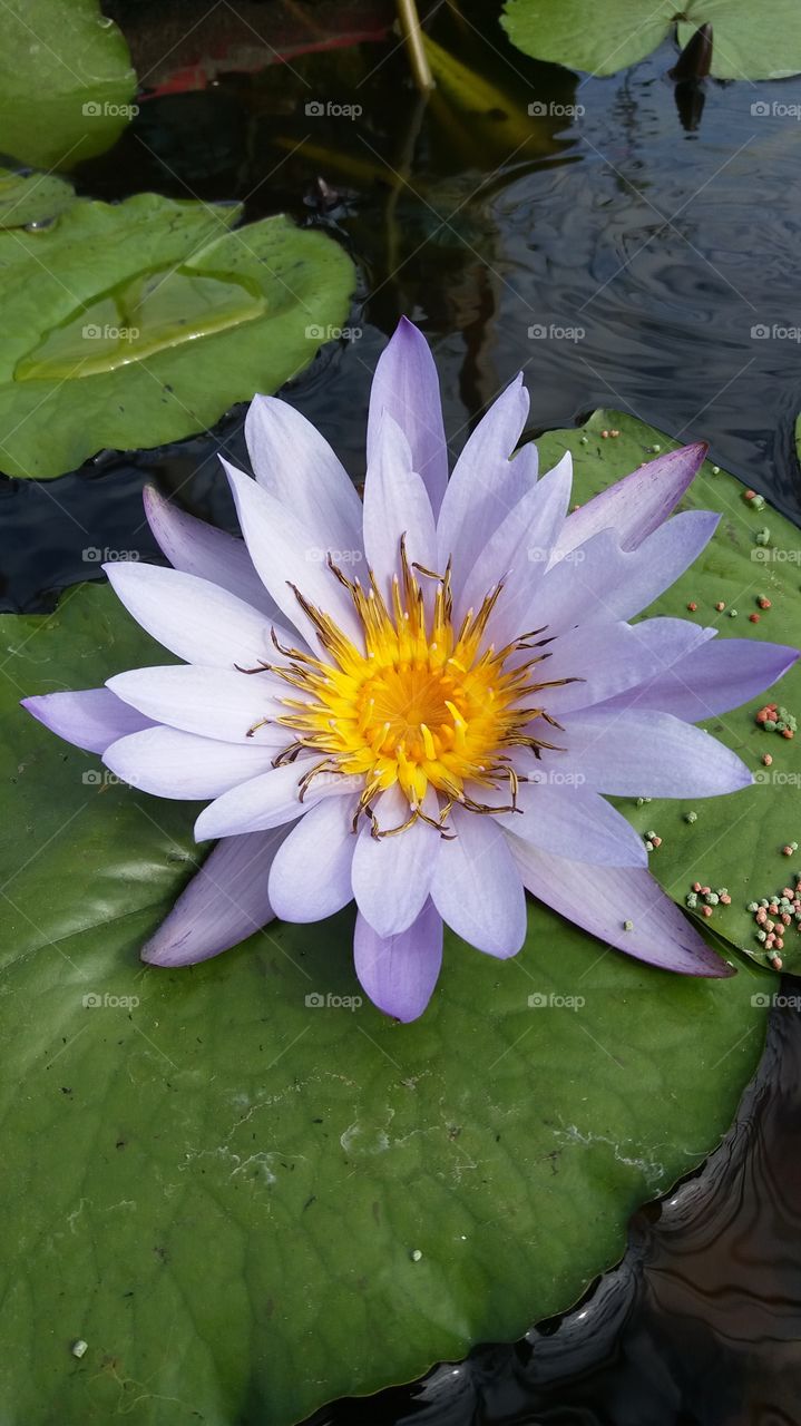 Lotus