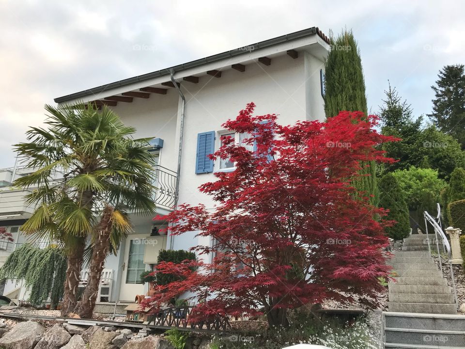 Maple tree in front of a house in Switzerland 