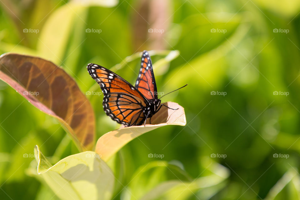 Butterfly, Nature, Insect, Summer, Leaf