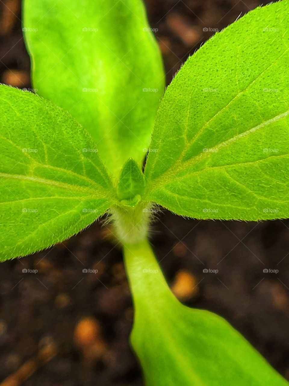 Cucumbers are growing so fast