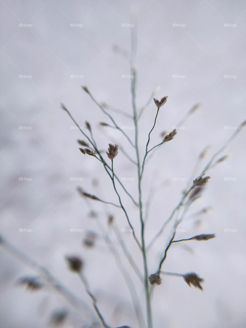 grass