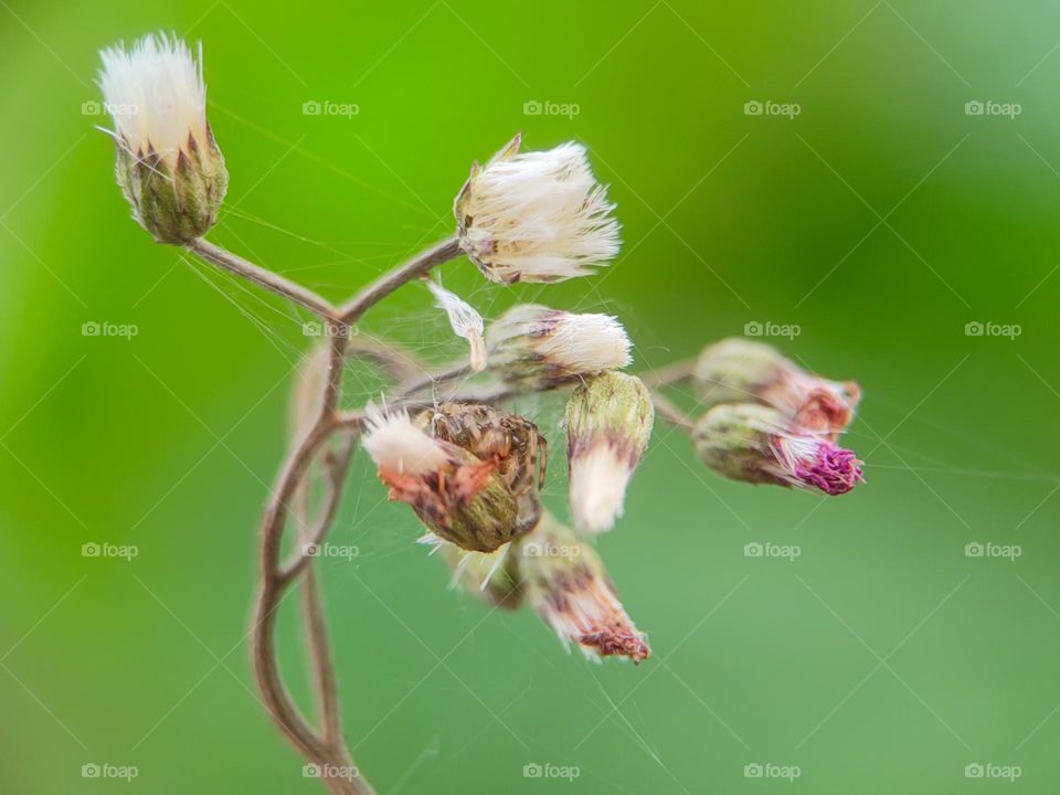 Spider among flowers