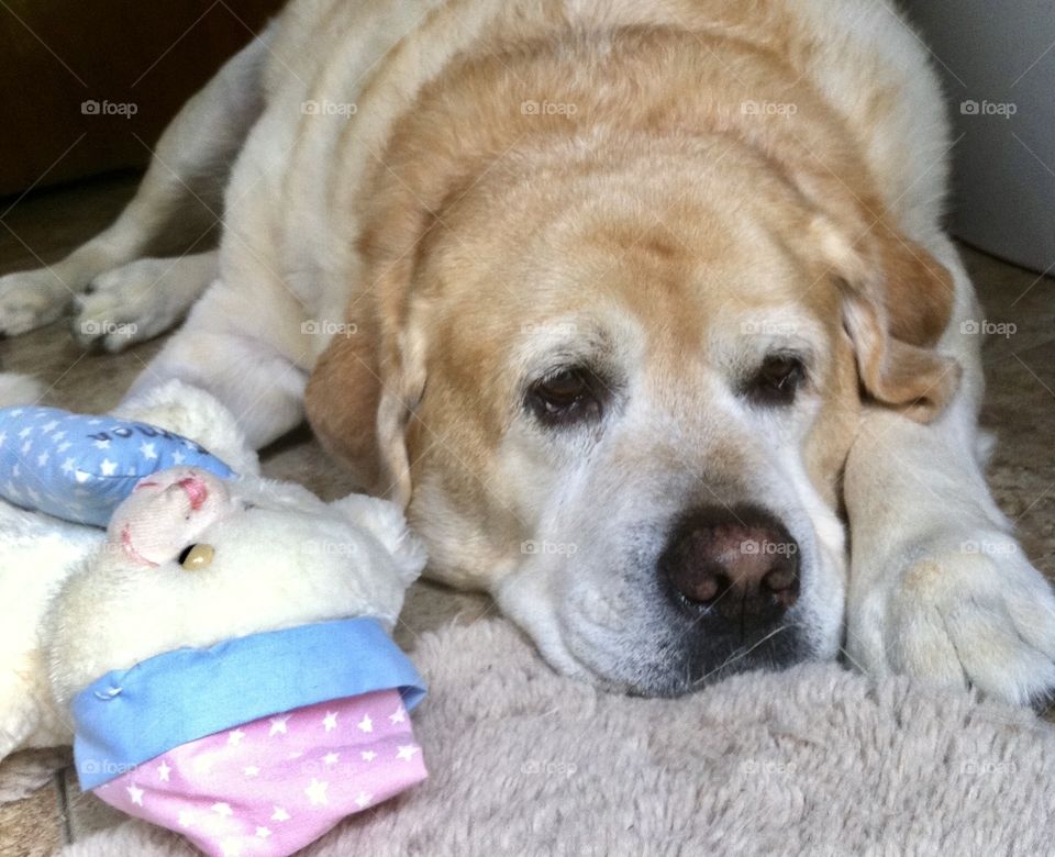 Sad looking old yellow lab with one of its favorite toys