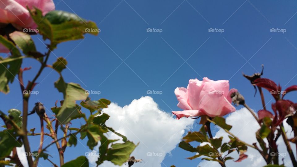 rose on the sky
