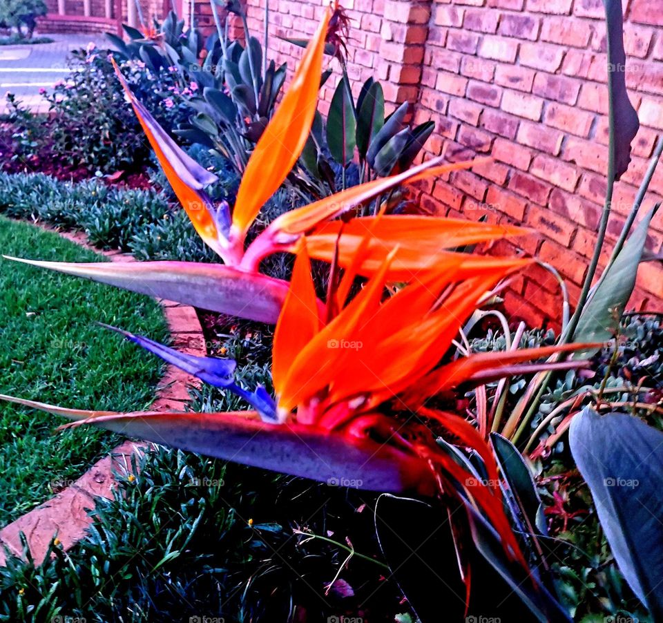 Striletzia one of our most beautiful indigenous plant and this one is special it has a flower growing directly out of a flower