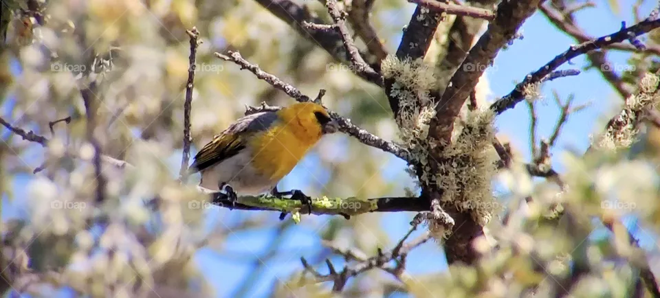 bird