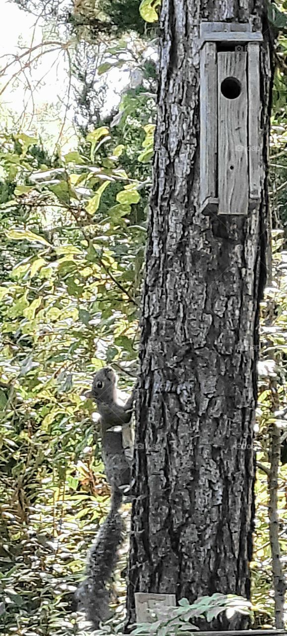 Squirrels with an eye on me