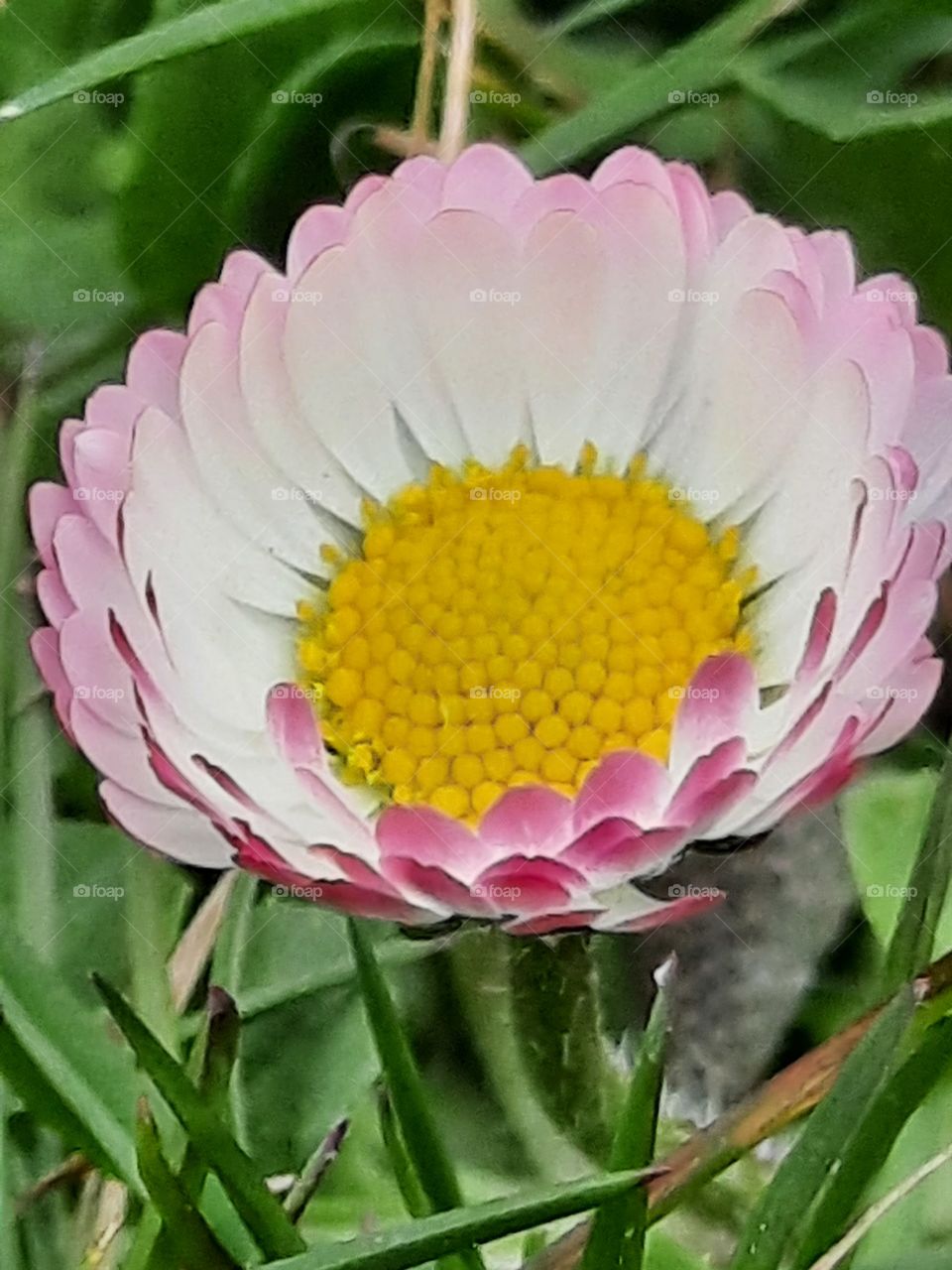 Gänseblümchen im gras