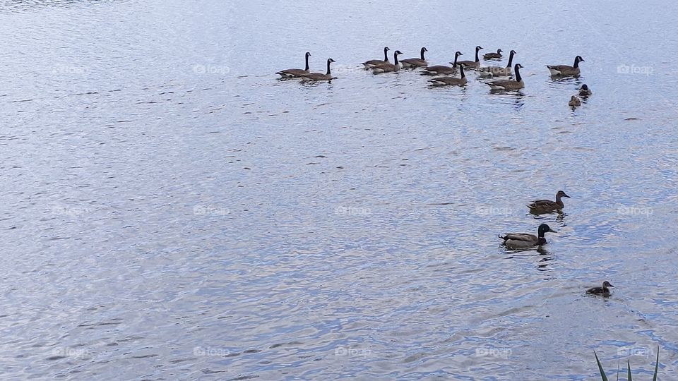 A Lake in Utah with Mommy and Baby Ducks and Swans and Geese ©️ Copyright CM Photography