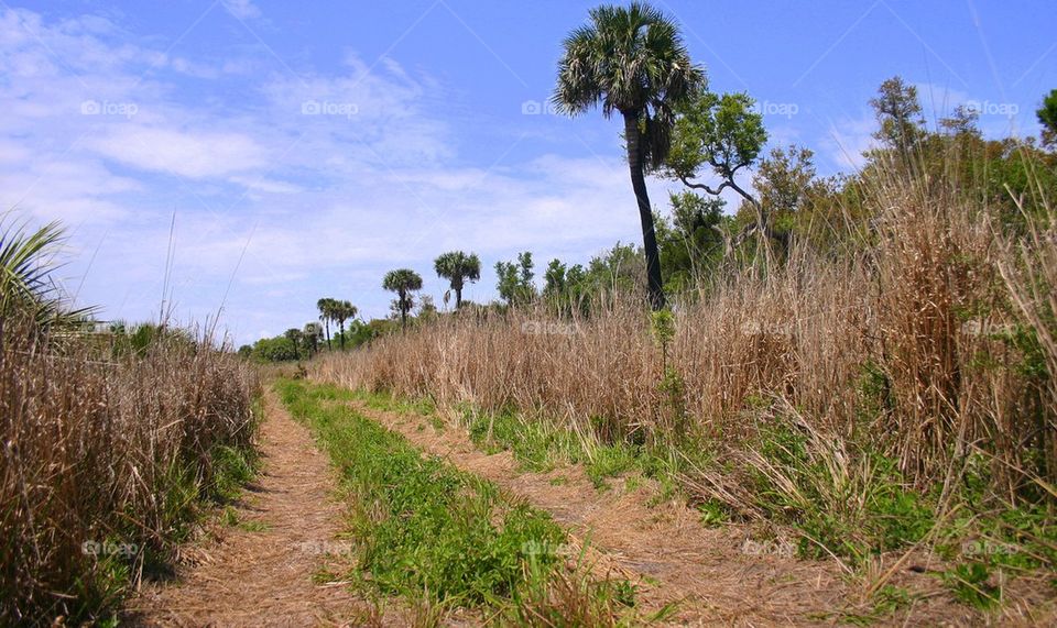 Florida Backroad