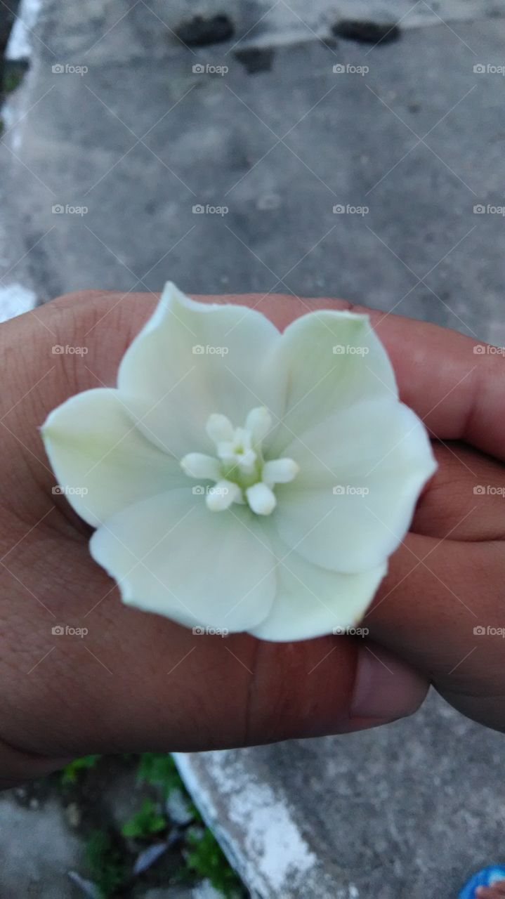 Flower Witter