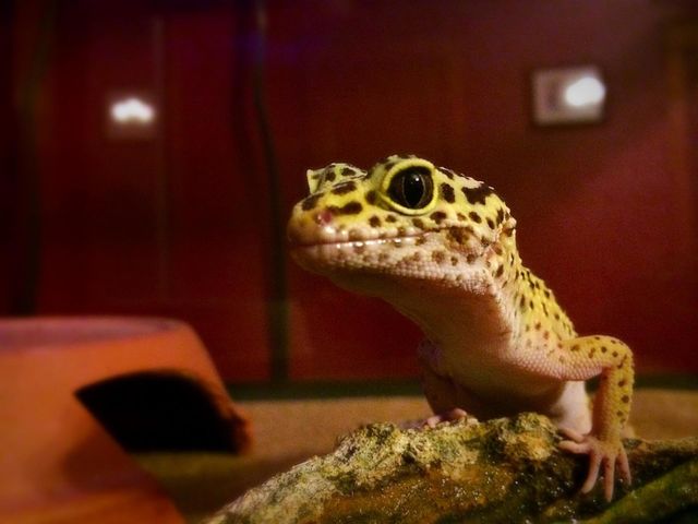 Close-up of lizard