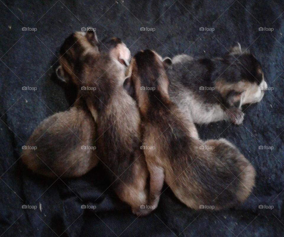 Little little cat sleeping