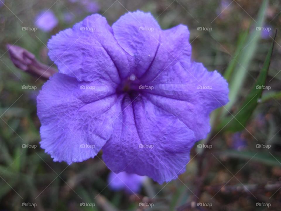 flower purple by Tuvezz