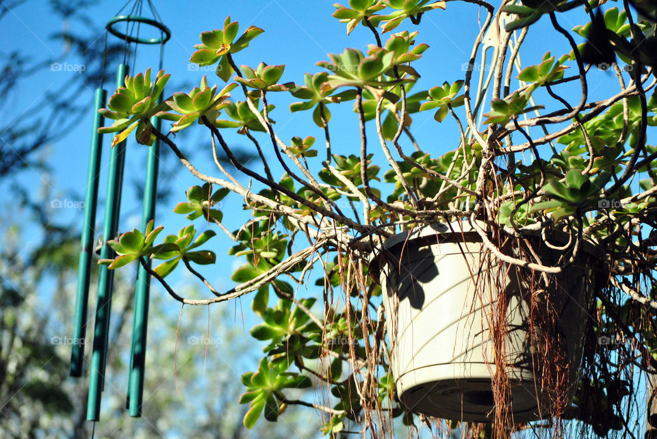 hanging house plant - succulent