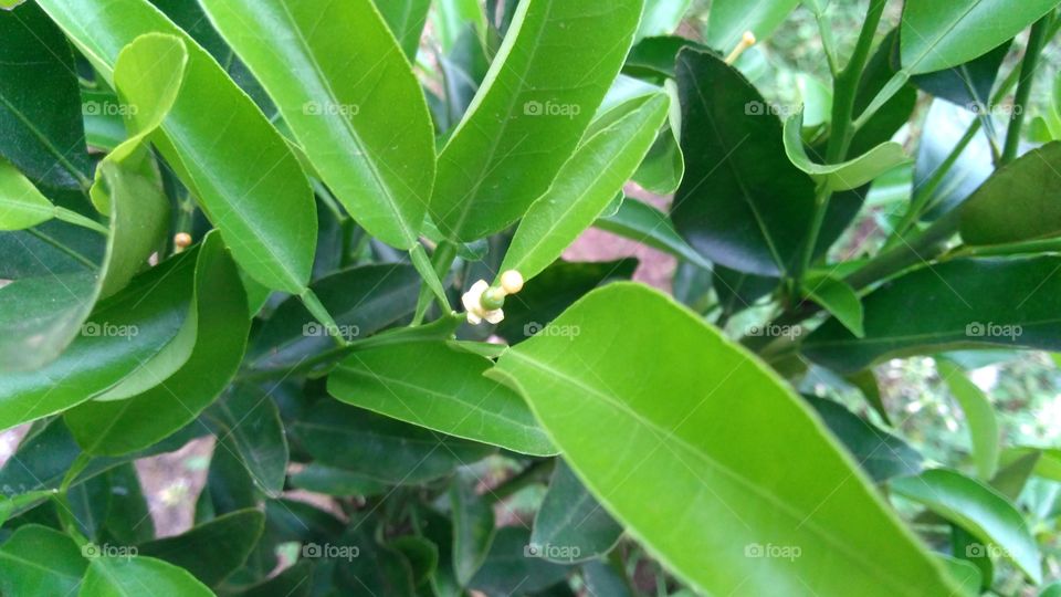 pequena tangerina