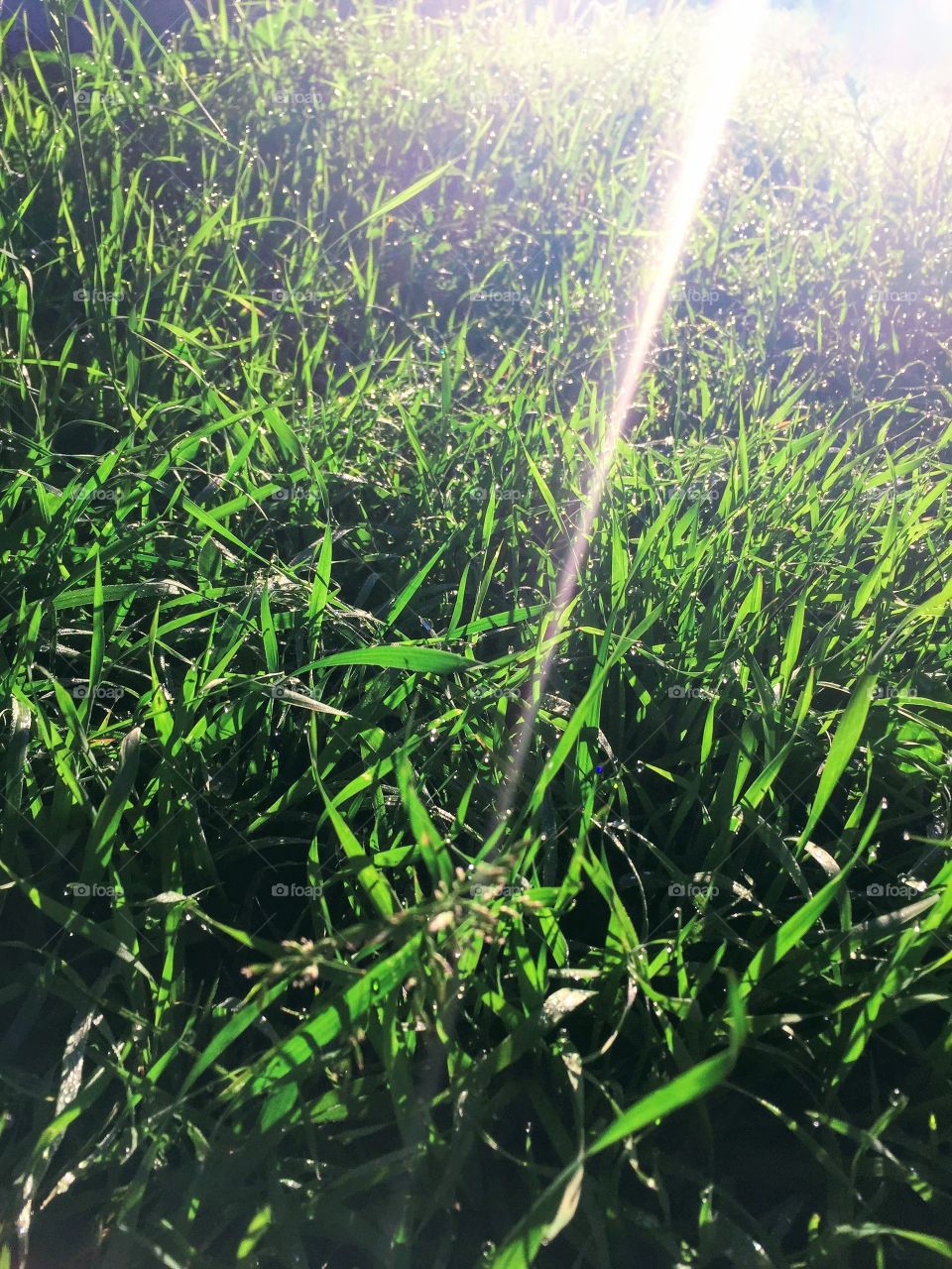 Солнечная нить