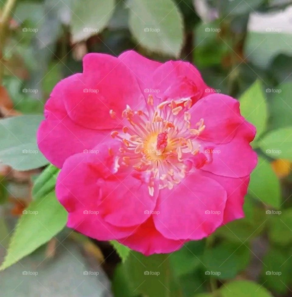 most beautiful and attractive flowers in the garden.